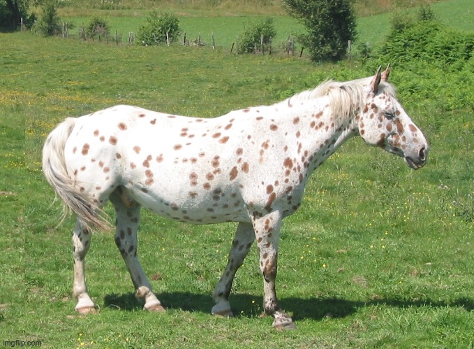 Used in comment | image tagged in appaloosa horse | made w/ Imgflip meme maker