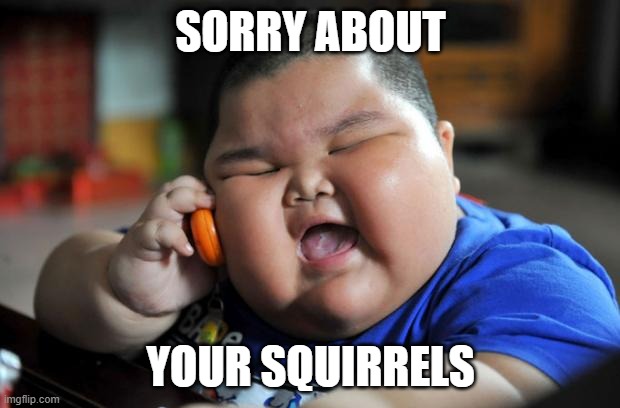 Fat Asian Kid | SORRY ABOUT YOUR SQUIRRELS | image tagged in fat asian kid | made w/ Imgflip meme maker