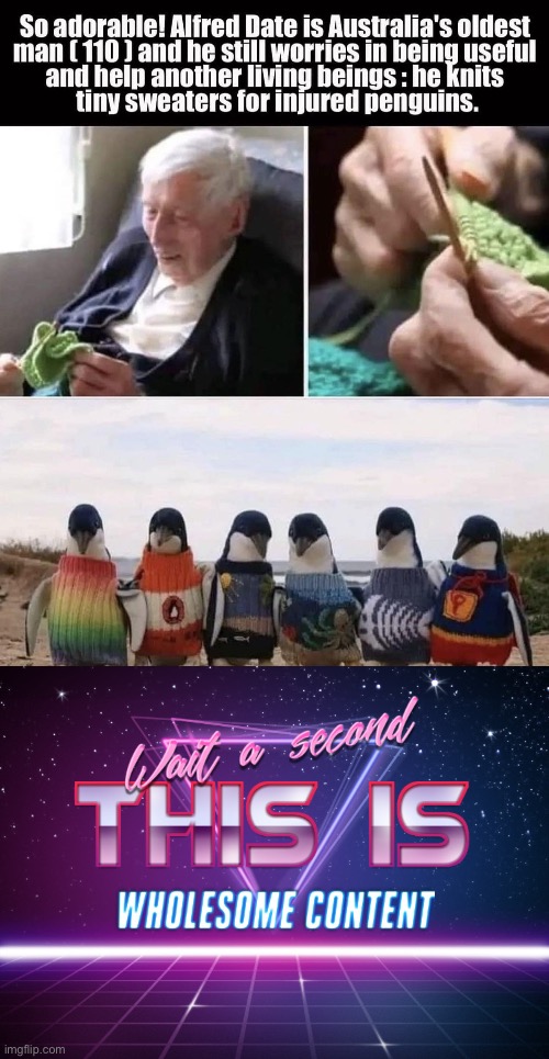 Penguin warmers | image tagged in wait a second this is wholesome content,warm,penguins,society | made w/ Imgflip meme maker
