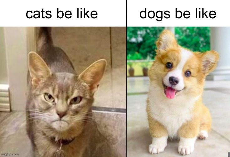 yea im a dog person | image tagged in dog vs cat,memes | made w/ Imgflip meme maker