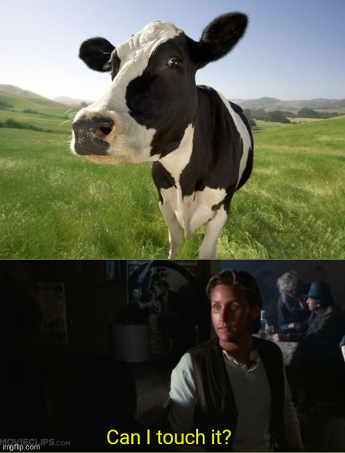 cow | image tagged in cow | made w/ Imgflip meme maker