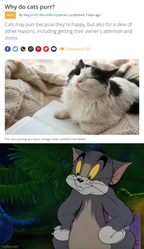 Purr purr | image tagged in tom,purr,cats,cat,purring,memes | made w/ Imgflip meme maker