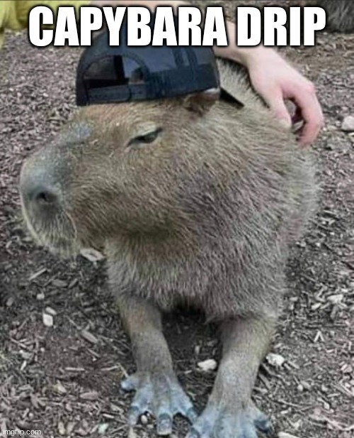 Capybara | CAPYBARA DRIP | image tagged in capybara | made w/ Imgflip meme maker