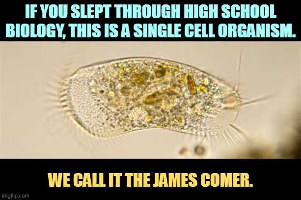 Comer never says the word "illegal." Because it wasn't. He hasn't found it and it's not there. | IF YOU SLEPT THROUGH HIGH SCHOOL BIOLOGY, THIS IS A SINGLE CELL ORGANISM. WE CALL IT THE JAMES COMER. | image tagged in james comer,single,cell,organism,primitive,simple | made w/ Imgflip meme maker