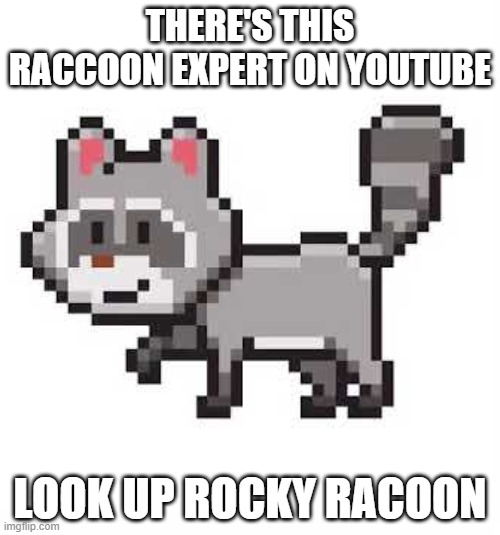 raccon | THERE'S THIS RACCOON EXPERT ON YOUTUBE; LOOK UP ROCKY RACOON | image tagged in raccon | made w/ Imgflip meme maker
