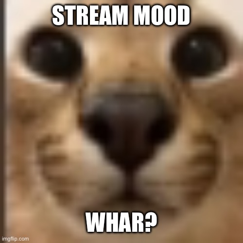 saucekuum | STREAM MOOD; WHAR? | image tagged in whar | made w/ Imgflip meme maker