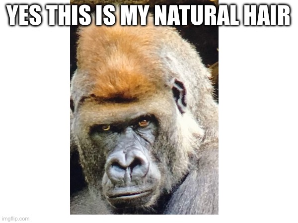 Lol | YES THIS IS MY NATURAL HAIR | image tagged in funny memes | made w/ Imgflip meme maker