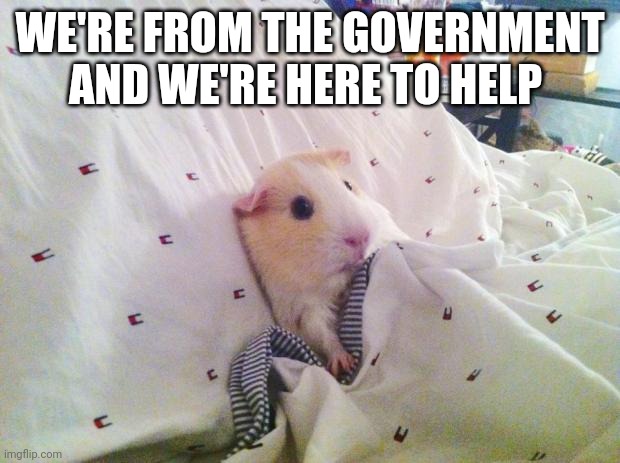 Guinea pig | WE'RE FROM THE GOVERNMENT AND WE'RE HERE TO HELP | image tagged in guinea pig | made w/ Imgflip meme maker