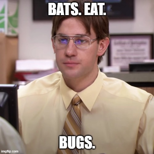 Bats. Eat. Bugs. | BATS. EAT. BUGS. | image tagged in jim halpert explains,bats | made w/ Imgflip meme maker