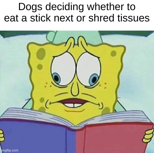 dogs be like: | Dogs deciding whether to eat a stick next or shred tissues | image tagged in cross eyed spongebob,dogs,random | made w/ Imgflip meme maker