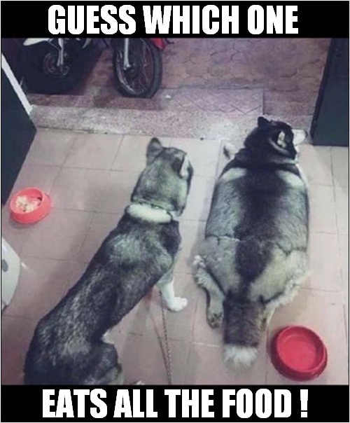A Fat Husky Quiz | GUESS WHICH ONE; EATS ALL THE FOOD ! | image tagged in dogs,husky,fat,greedy | made w/ Imgflip meme maker