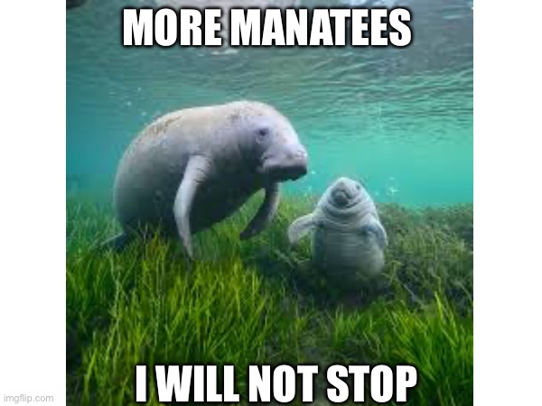 MORE | MORE MANATEES; I WILL NOT STOP | image tagged in more manatees | made w/ Imgflip meme maker