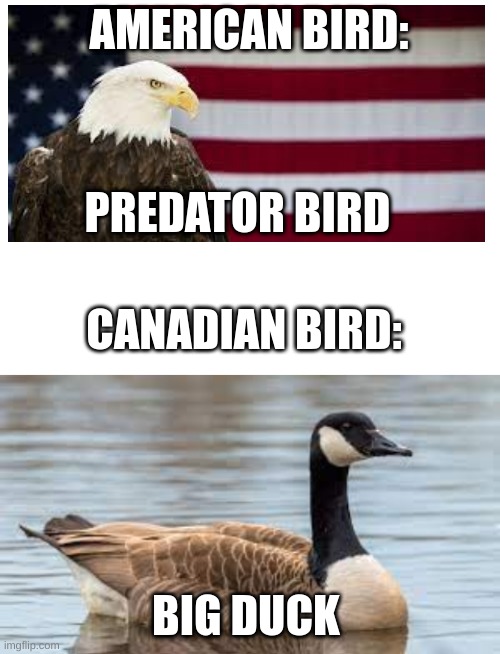the large duck | AMERICAN BIRD:; PREDATOR BIRD; CANADIAN BIRD:; BIG DUCK | image tagged in blank white template | made w/ Imgflip meme maker