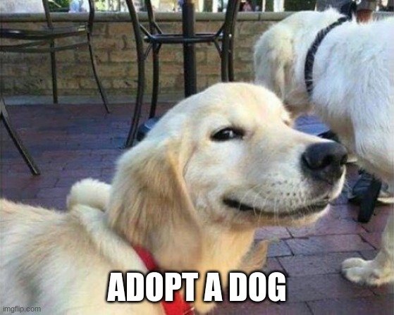 dog smiling | ADOPT A DOG | image tagged in dog smiling | made w/ Imgflip meme maker