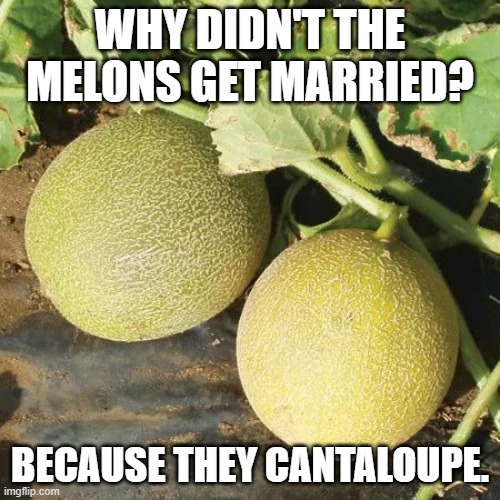 Daily Bad Dad Joke May 10, 2023 | WHY DIDN'T THE MELONS GET MARRIED? BECAUSE THEY CANTALOUPE. | image tagged in melons | made w/ Imgflip meme maker