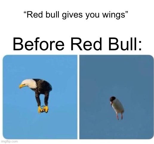 Birbs | “Red bull gives you wings”; Before Red Bull: | image tagged in blank white template,birds,bird,wing,wings,red bull | made w/ Imgflip meme maker