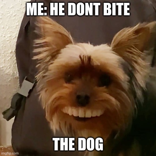 doggo | ME: HE DONT BITE; THE DOG | image tagged in funny dogs,dogs,memes,meme,funny memes | made w/ Imgflip meme maker