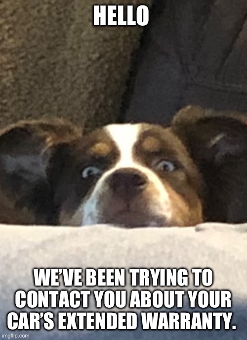 Oh come on! They’re using dogs now?!?! | HELLO; WE’VE BEEN TRYING TO CONTACT YOU ABOUT YOUR CAR’S EXTENDED WARRANTY. | image tagged in dog | made w/ Imgflip meme maker
