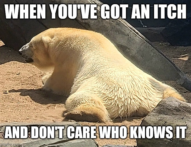Itchy bear | WHEN YOU'VE GOT AN ITCH; AND DON'T CARE WHO KNOWS IT | image tagged in bear,itch,zoo | made w/ Imgflip meme maker