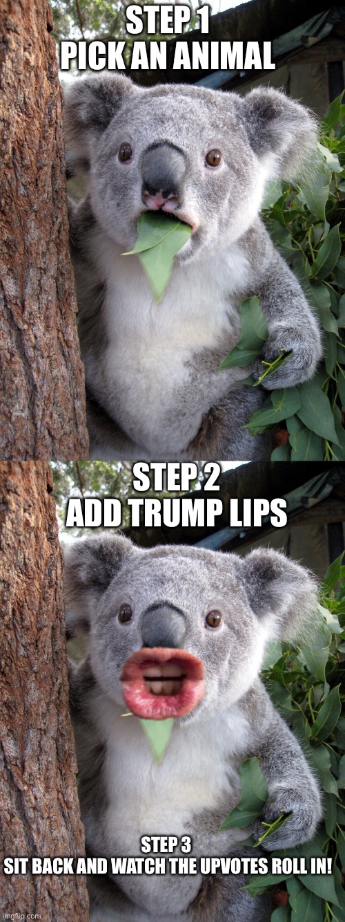 STEP 1 PICK AN ANIMAL; STEP 2 ADD TRUMP LIPS; STEP 3 
SIT BACK AND WATCH THE UPVOTES ROLL IN! | image tagged in quala | made w/ Imgflip meme maker