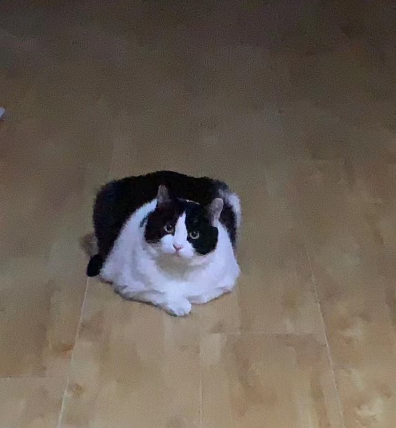 picture Blank Meme Template