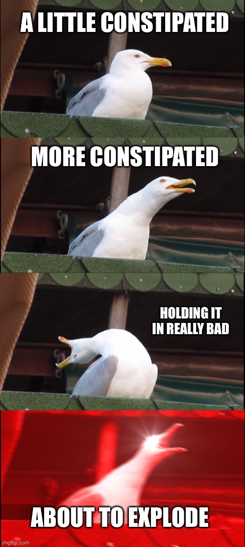 Poo ? | A LITTLE CONSTIPATED; MORE CONSTIPATED; HOLDING IT IN REALLY BAD; ABOUT TO EXPLODE | image tagged in memes,inhaling seagull | made w/ Imgflip meme maker