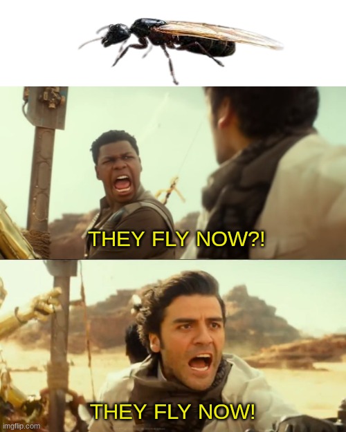 THEY FLY NOW!!! | THEY FLY NOW?! THEY FLY NOW! | image tagged in they fly now,ant,star wars,memes,the rise of skywalker,flying ant | made w/ Imgflip meme maker