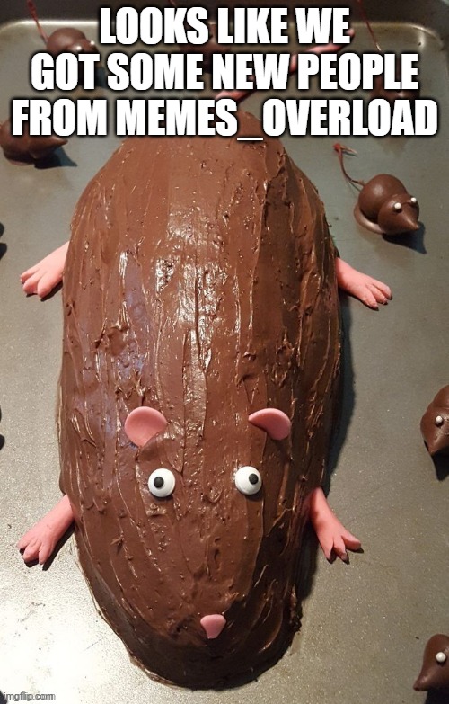 chocolate rat | LOOKS LIKE WE GOT SOME NEW PEOPLE FROM MEMES_OVERLOAD | image tagged in chocolate rat | made w/ Imgflip meme maker