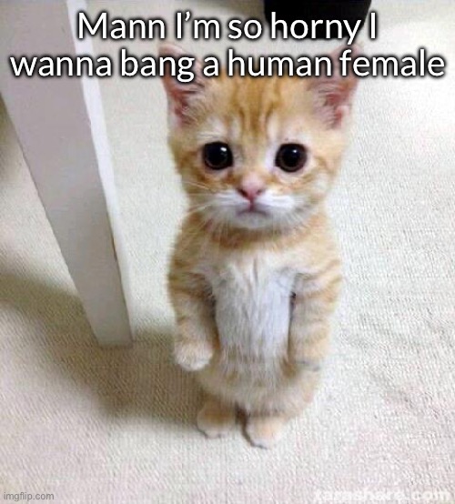 Attempt 2 at being controversial through love preference | Mann I’m so horny I wanna bang a human female | image tagged in memes,cute cat | made w/ Imgflip meme maker