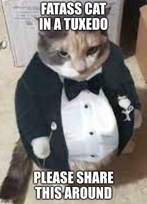 Fat cat in tuxedo | FATASS CAT IN A TUXEDO; PLEASE SHARE THIS AROUND | image tagged in fat cat in tuxedo | made w/ Imgflip meme maker
