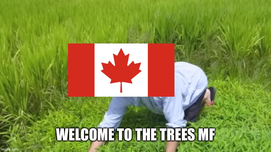 WELCOME TO THE RICE FIELDS | WELCOME TO THE TREES MF | image tagged in welcome to the rice fields | made w/ Imgflip meme maker