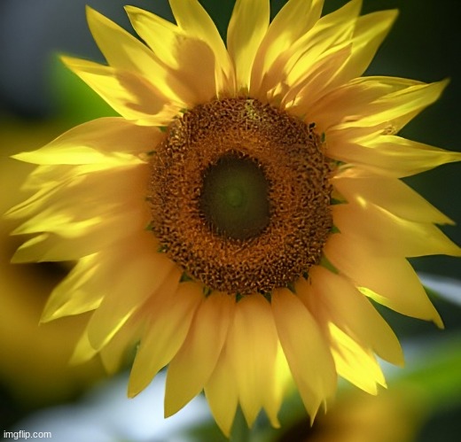 A Sunflower!!! | made w/ Imgflip meme maker