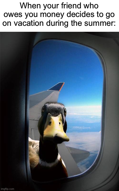 “GIVE ME MY MONEY!” | When your friend who owes you money decides to go on vacation during the summer: | image tagged in duck plane window,memes,funny,funny memes,summer,vacation | made w/ Imgflip meme maker