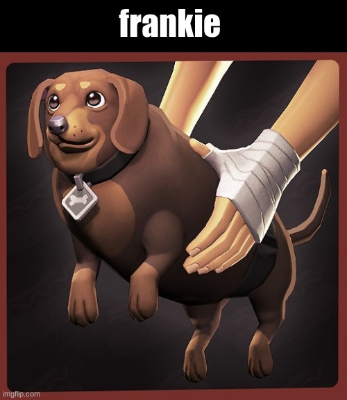 frankie | frankie | image tagged in frankie,dug,dog,wholesome | made w/ Imgflip meme maker