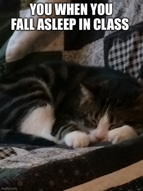 YOU WHEN YOU FALL ASLEEP IN CLASS | image tagged in sleepy cat | made w/ Imgflip meme maker