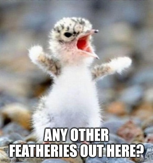 Early Bird!!! | ANY OTHER FEATHERIES OUT HERE? | image tagged in early bird | made w/ Imgflip meme maker