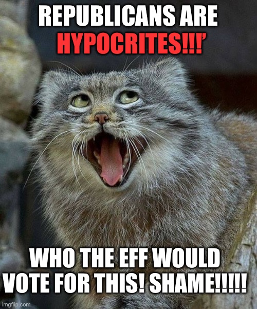 Laughing Cat | REPUBLICANS ARE HYPOCRITES!!!’ WHO THE EFF WOULD VOTE FOR THIS! SHAME!!!!! | image tagged in laughing cat | made w/ Imgflip meme maker
