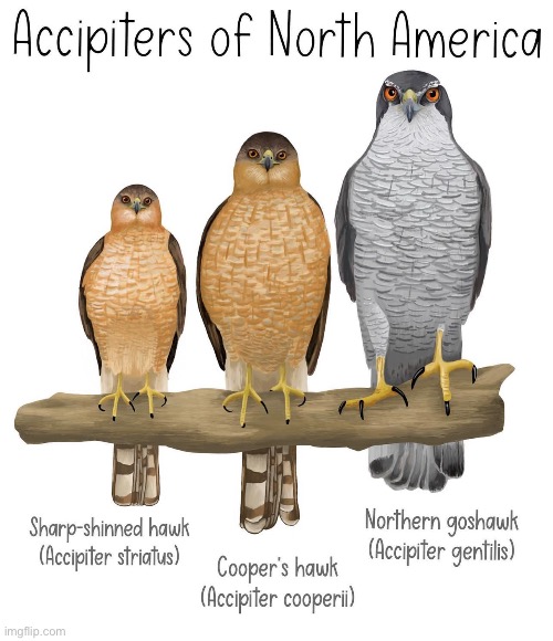 Accipiters | made w/ Imgflip meme maker