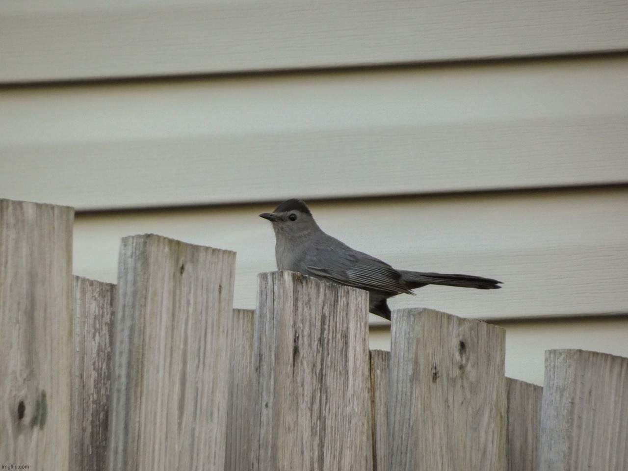 The Gray Catbirds have officially arrived for the spring and summer! | image tagged in share your photos | made w/ Imgflip meme maker