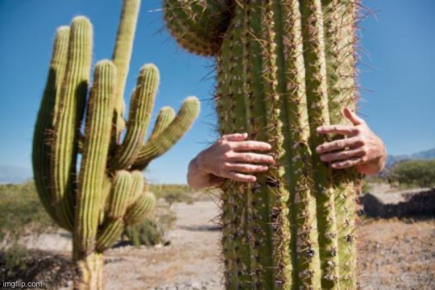 Cactus love | image tagged in cactus love,hug,sharp | made w/ Imgflip meme maker