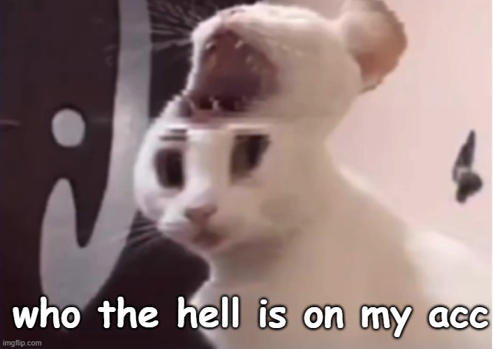 Shocked cat | who the hell is on my acc | image tagged in shocked cat | made w/ Imgflip meme maker