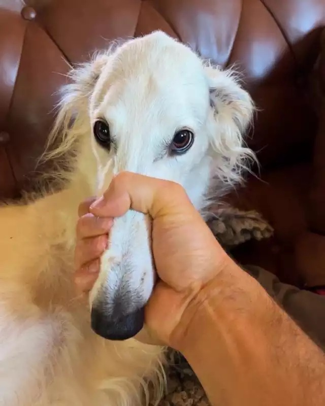 High Quality Borzoi mouth closed Blank Meme Template