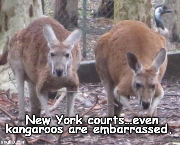 kangaroo-court | New York courts…even kangaroos are embarrassed. | image tagged in new york court,new york city,new york,court,kangaroo court,trump | made w/ Imgflip meme maker