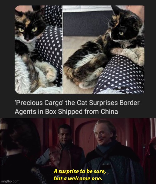 Precious Cargo the Cat | image tagged in a suprise to be sure but a welcome one,cats,cat,memes,box,shipped | made w/ Imgflip meme maker