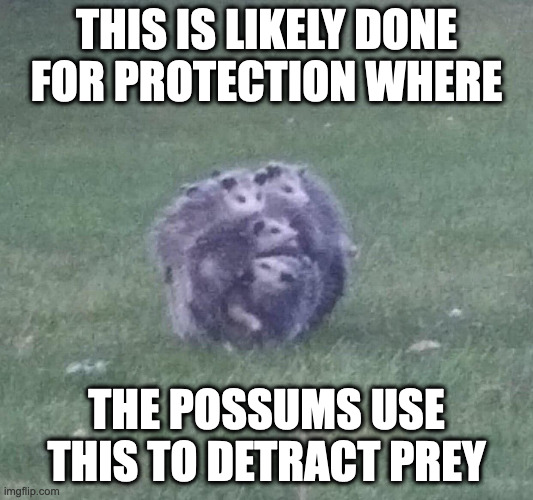 Possum Ball | THIS IS LIKELY DONE FOR PROTECTION WHERE; THE POSSUMS USE THIS TO DETRACT PREY | image tagged in possum,memes | made w/ Imgflip meme maker