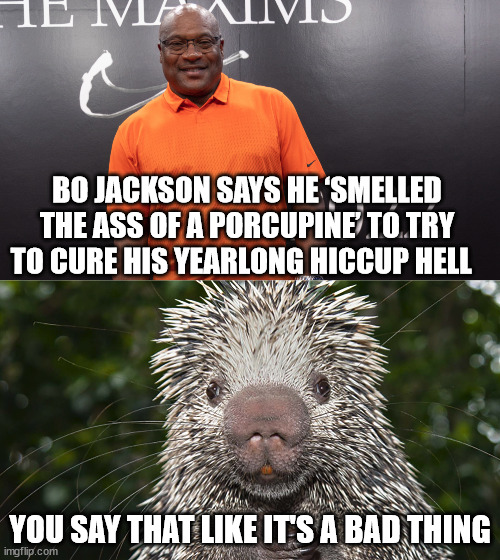 BO JACKSON SAYS HE ‘SMELLED THE ASS OF A PORCUPINE’ TO TRY TO CURE HIS YEARLONG HICCUP HELL; YOU SAY THAT LIKE IT'S A BAD THING | image tagged in bo jackson,hiccups,funny | made w/ Imgflip meme maker