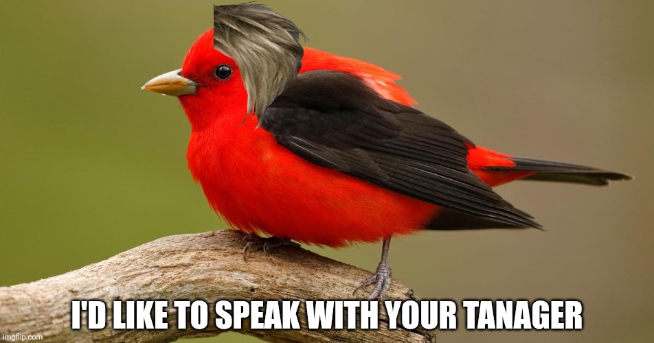 Scarlet Tanager Karen | I'D LIKE TO SPEAK WITH YOUR TANAGER | made w/ Imgflip meme maker