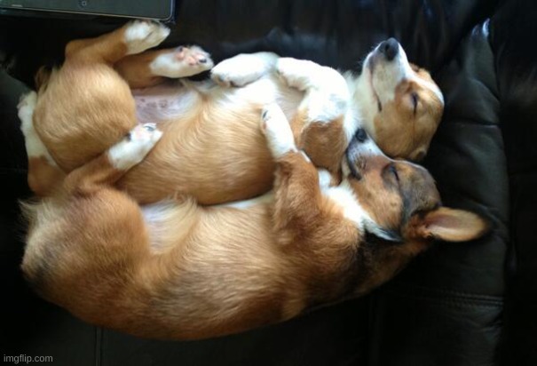 corgi cuddle | image tagged in corgi cuddle | made w/ Imgflip meme maker