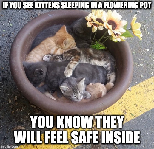 Cats in Flowering Pot | IF YOU SEE KITTENS SLEEPING IN A FLOWERING POT; YOU KNOW THEY WILL FEEL SAFE INSIDE | image tagged in cats,memes | made w/ Imgflip meme maker