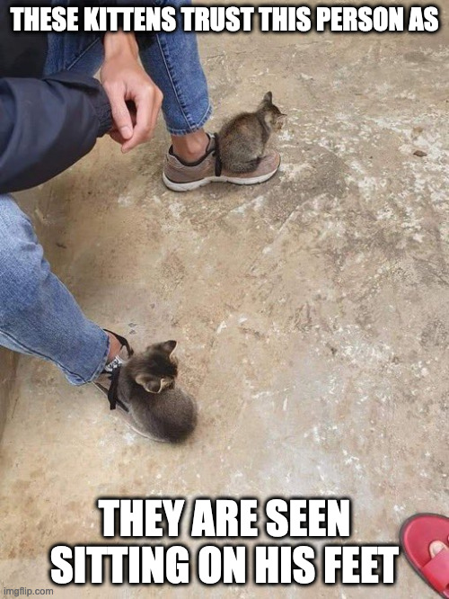 Cats Sitting on Person's Feet | THESE KITTENS TRUST THIS PERSON AS; THEY ARE SEEN SITTING ON HIS FEET | image tagged in cats,memes | made w/ Imgflip meme maker